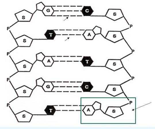 The area of the picture highlighted by the green square is a monomer of nucleic acids-example-1