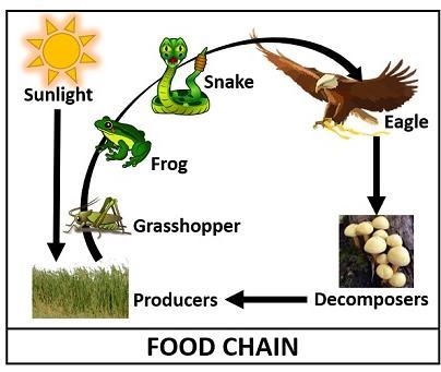 Which organism below receives 10% of the available energy? frog eagle grasshopper-example-1