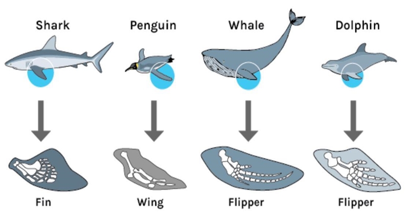 The diagram shows the structures of four similar limbs in marine animals. Based on-example-1