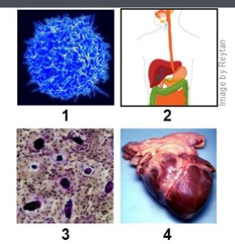 Identify the Levels of Organization in a Multicellular Organism 1: Cells 2: Organ-example-1