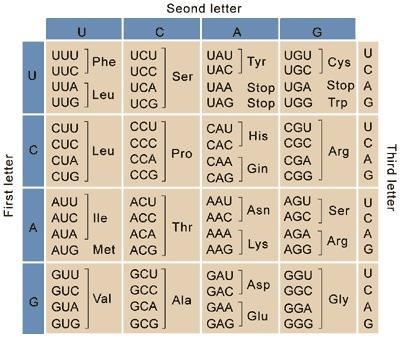 Use the codon chart to determine the amino acid that the following mRNA sequence would-example-1