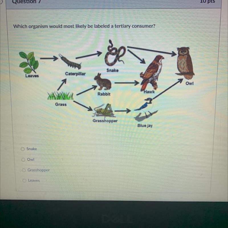 Which organism would most likely be labeled a tertiary consumer?-example-1