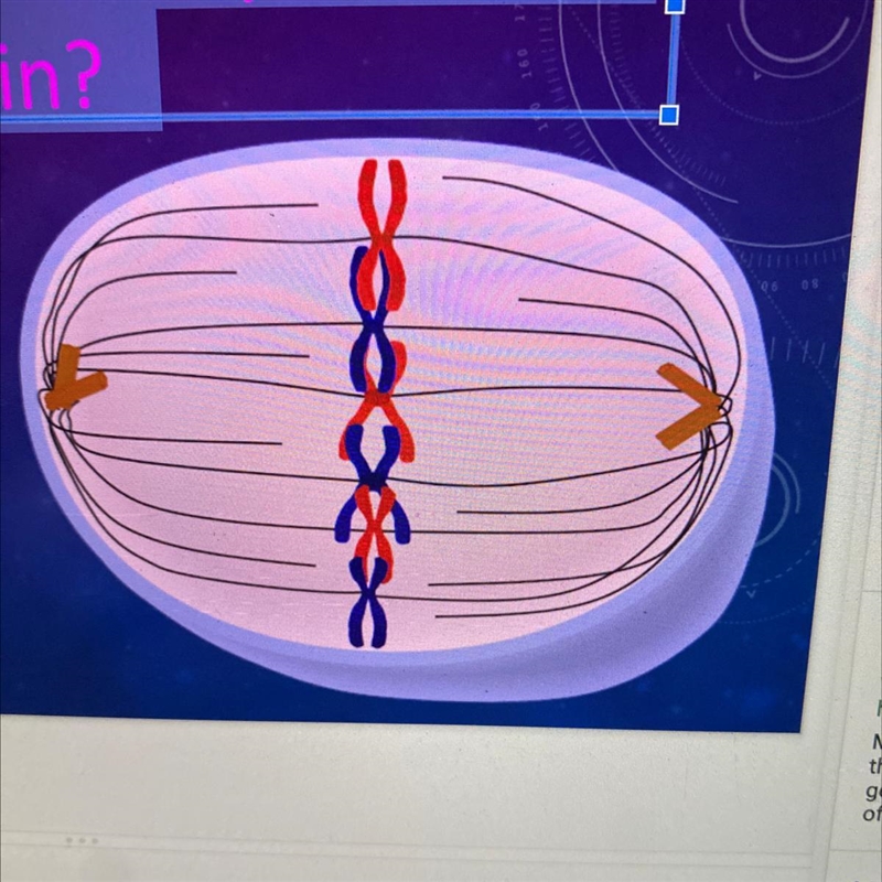 What phase of the cell cycle is this cell in?-example-1