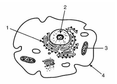 Which two structures labeled above interact in the process of protein synthesis?-example-1