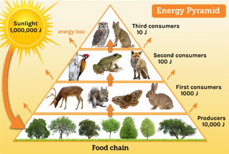 The diagram shows an energy pyramid. Which two sentences best explain what happens-example-1