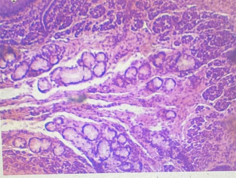 What type of cell is this?-example-1