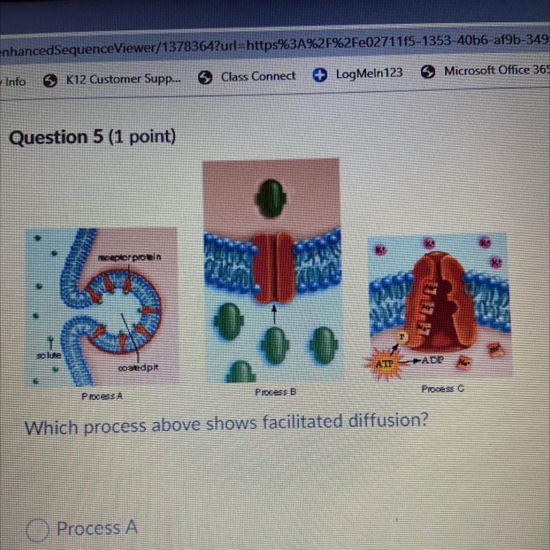 Which process above shows facilitated diffusion? -Process A -Process B -Process C-example-1