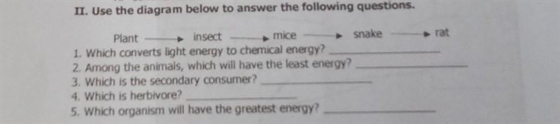 II. Use the diagram below to answer the following questions. rat Plant insect mice-example-1