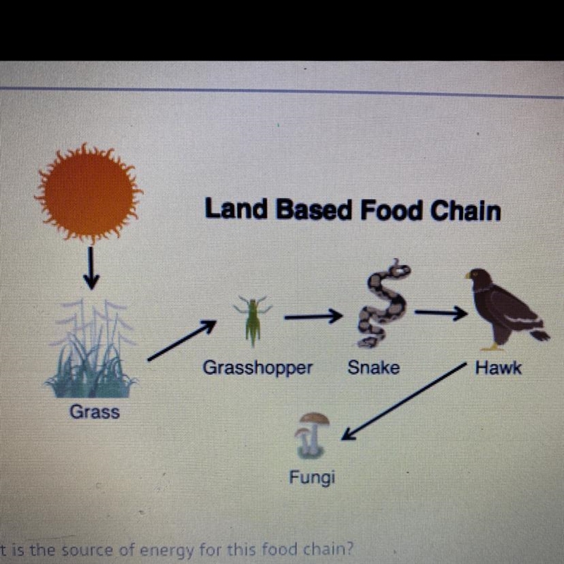 We eat food for energy. What is the source of energy for this food chain? A) the sun-example-1