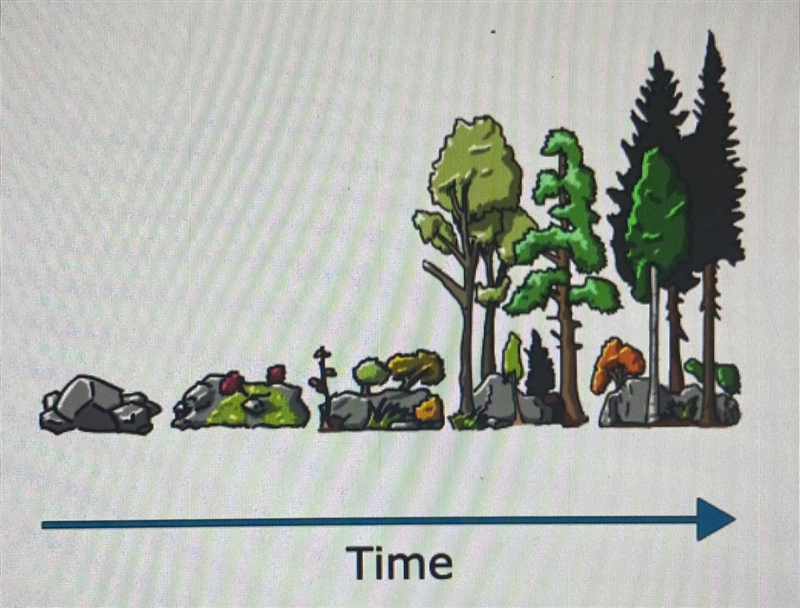 This sequence of images shows the stages in which an ecosystem undergoes succession-example-1