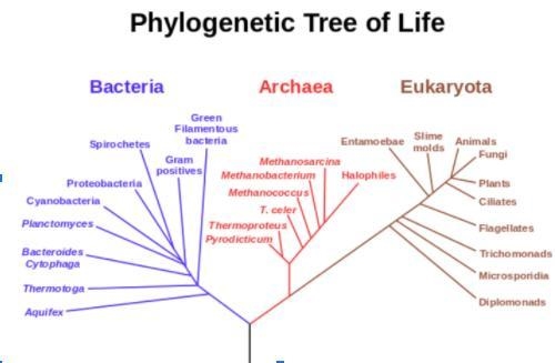 According to this diagram, which line color denotes the universal common ancestor-example-1