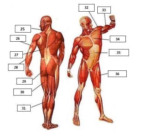 What muscle is each number-example-1