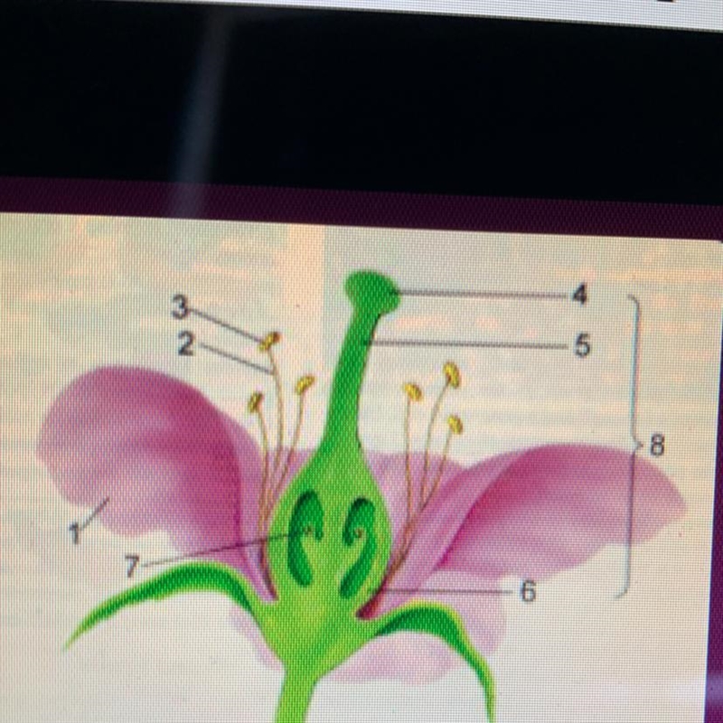 Which of the following occurs at #4? 1-pollenation 2-vegetative propagation 3-fertilization-example-1