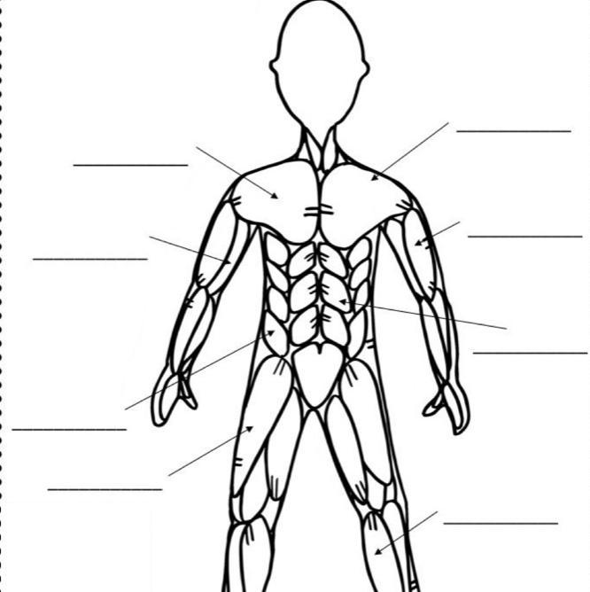 Name the major muscles-example-1