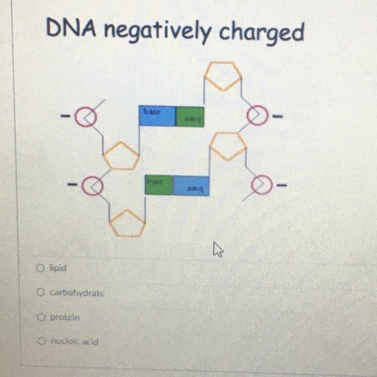 PLEASE HELP ME 10 POINTS!DNA negatively charged-example-1