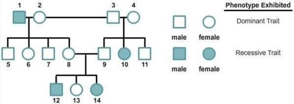 This pedigree chart tracks the inheritance of a recessive trait that is not linked-example-1