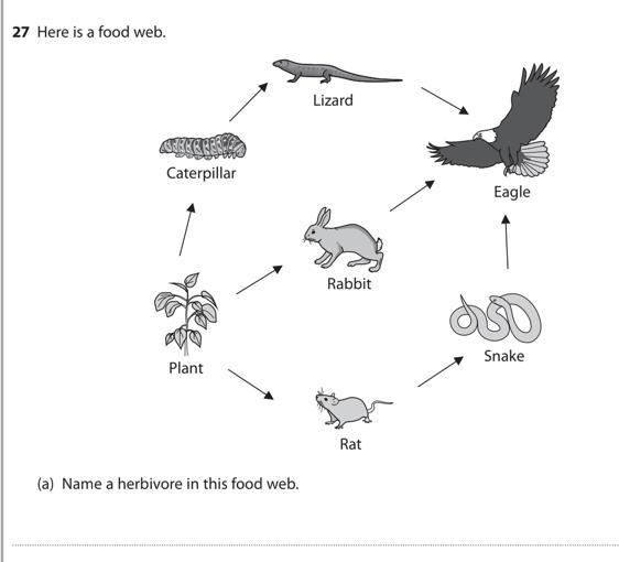 Name a herbivore in this food web.-example-1