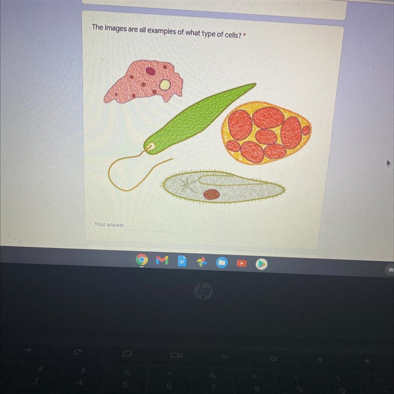 The images are all examples of what type of cells?-example-1