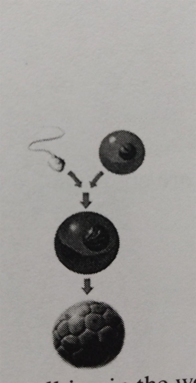 Which type of reproduction is illustrated? (A) sexual (B) gestation (C) asexual (D-example-1