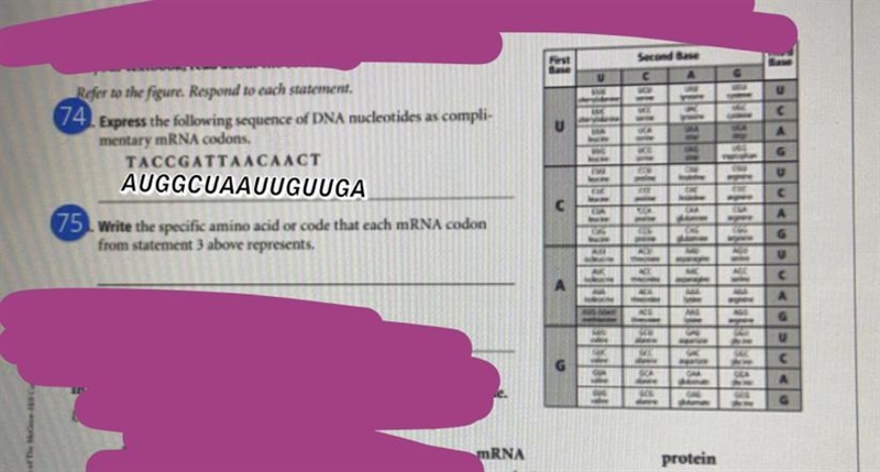 Translate the mRNA codons into the amino acid sequence. (DO put a comma and a space-example-1