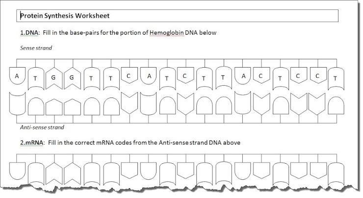 Using the DNA Strand--- Create the Anti-sense strand: This is the other side of the-example-1