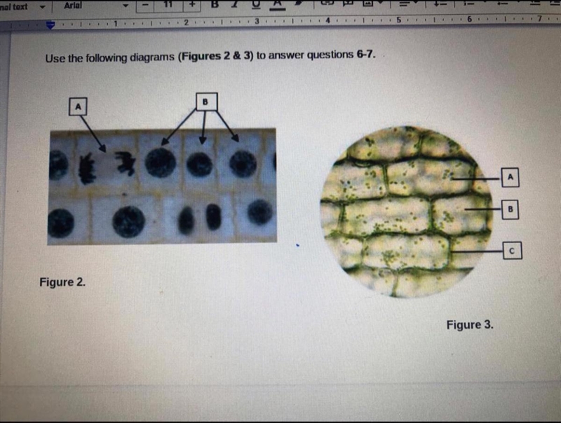 I’ll pay 20$ if you answer right now. Questions: figure 3 shows plant cells from either-example-1