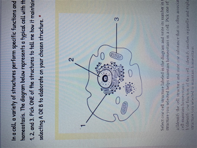 Please help me identify what cell organelle this is and the numbers too!-example-1