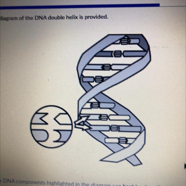 A diagram of the DNA double helix is provided. The DNA components highlighted in the-example-1