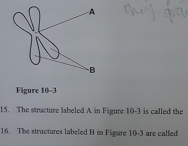 The structure labeled A in figure 10-3 is called the? also can someone help with 16 PLEASE-example-1