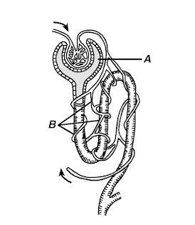 Letter A in the kidney indicates a structure known as A) a vein B) an artery C) the-example-1