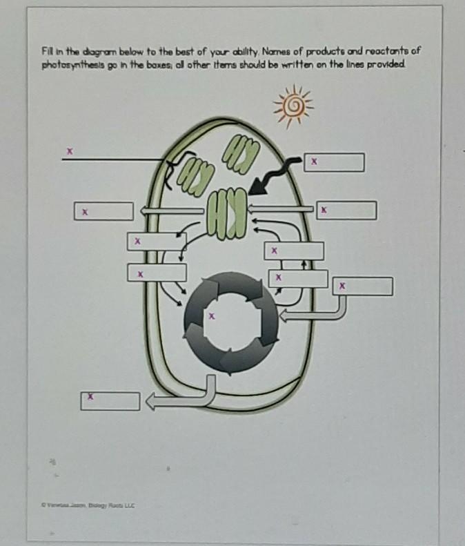 Reactions of photosynthesis ​-example-1