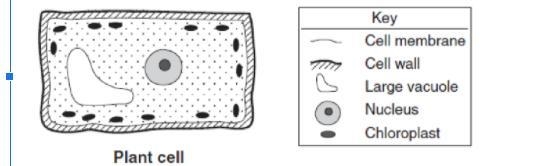 Name one of the structures labeled in this diagram that are found in plant cells, but-example-1