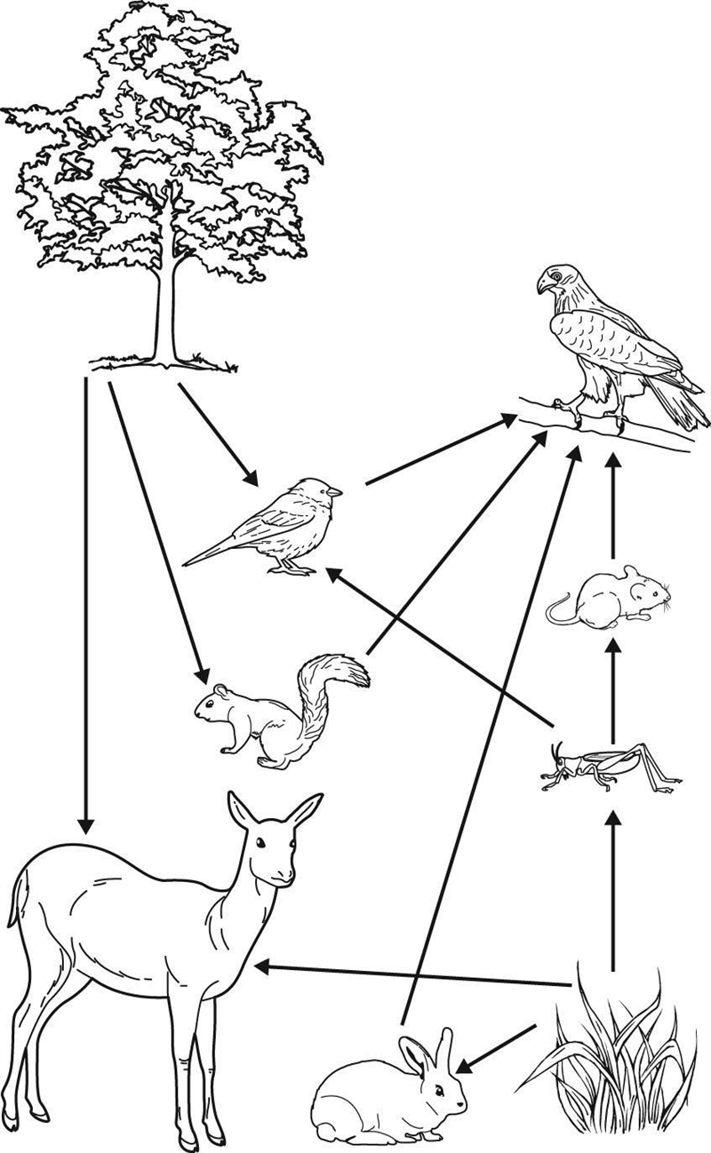 The food web shows the energy transfer between organisms in an ecosystem. How will-example-1