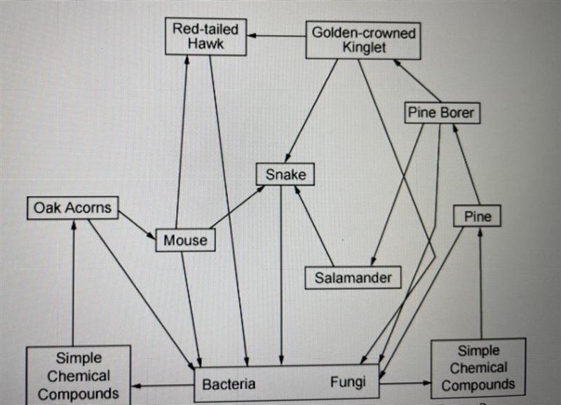 What is the role of the fungi and bacteria in this figure? A. producers decomposers-example-1