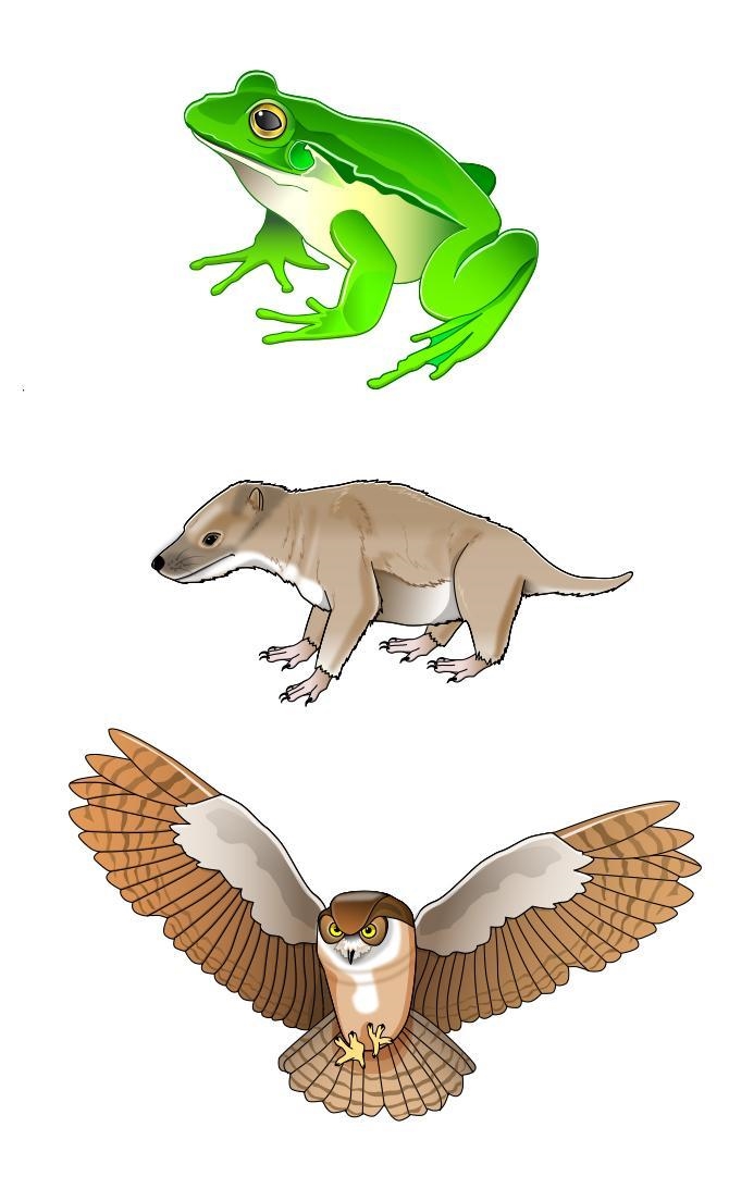 Observing Animals (Image Attached) Let’s study and compare three animals: a frog, an-example-1