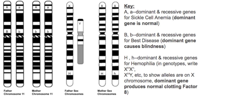 Go Deep! Look at the Parent Chromsomes and Key pictured below. Would it be possible-example-1