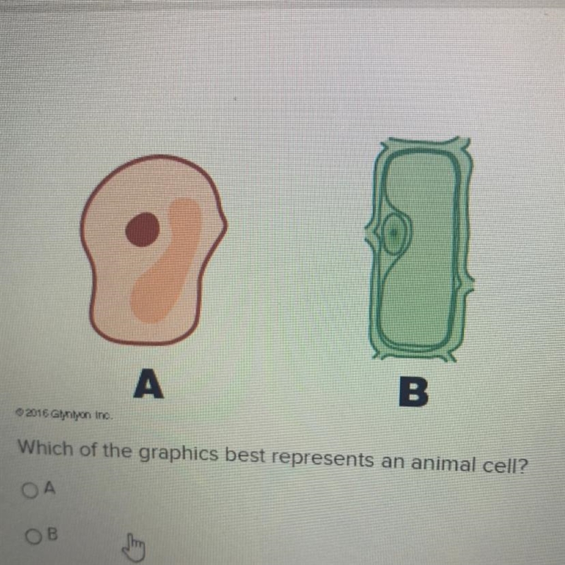 Which of the graphics best represents an animal cell? ОА ОВ-example-1