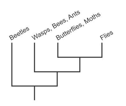 According to the cladogram, which organisms are the most primitive?-example-1