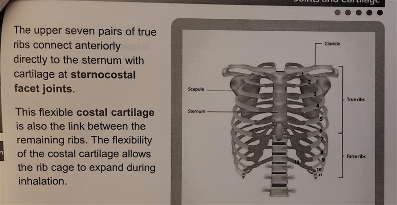 What does costal cartilage connect?-example-2