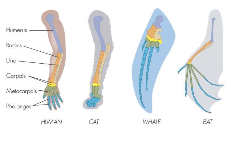 The similarity of the structures shown in the picture suggests that the organisms-example-1