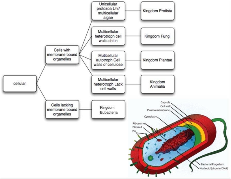 According to the dichotomous key, the organism pictured would be a member of the kingdom-example-1