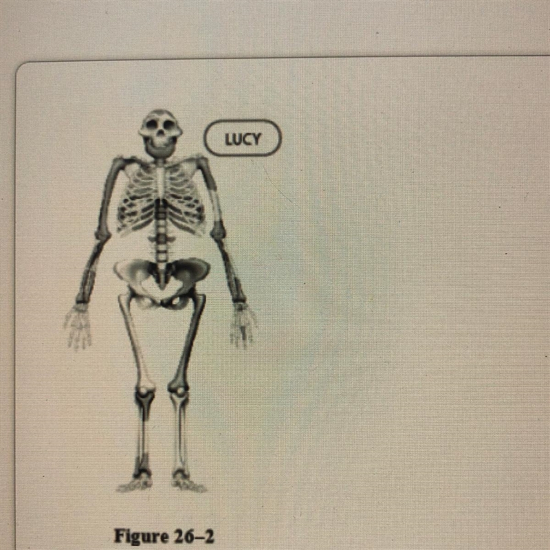 Researchers concluded from the leg bones of the fossil shown in Figure 26-2 that Lucy-example-1