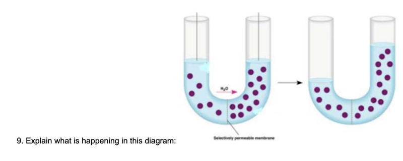 I do not understand this. It is about "Membrane Transport".-example-1