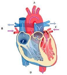 30 POINTS PLEASE HURRY!!! Pulmonary circulation is the key component that supports-example-1