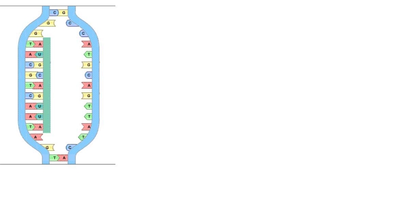 HURRY PLEASE TWENTY POINTS The diagram shows the process of transcription, which takes-example-1