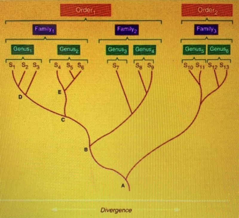 The evolutionary tree below shows 13 living species labeled as 'S1' through 'S13'. Use-example-1