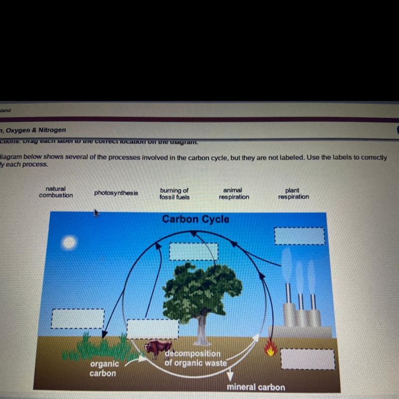 Natural combustion photosynthesis burning of fossil fuels animal respiration plant-example-1