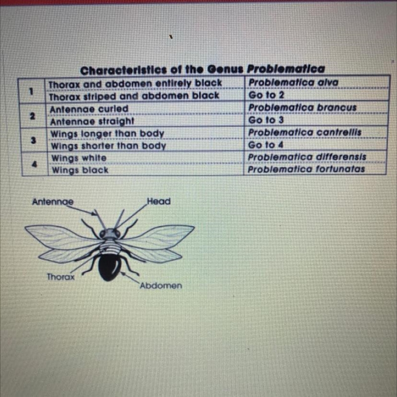 The chart below is a taxonomic key for the fictitious insect genus Problematica. To-example-1