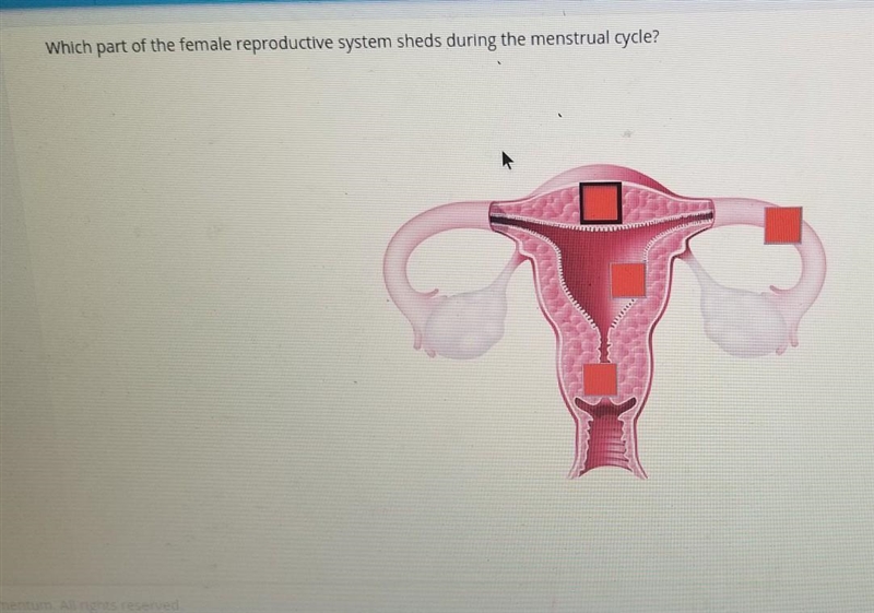 Which part of the female reproductive system sheds during the menstrual cycle?​-example-1