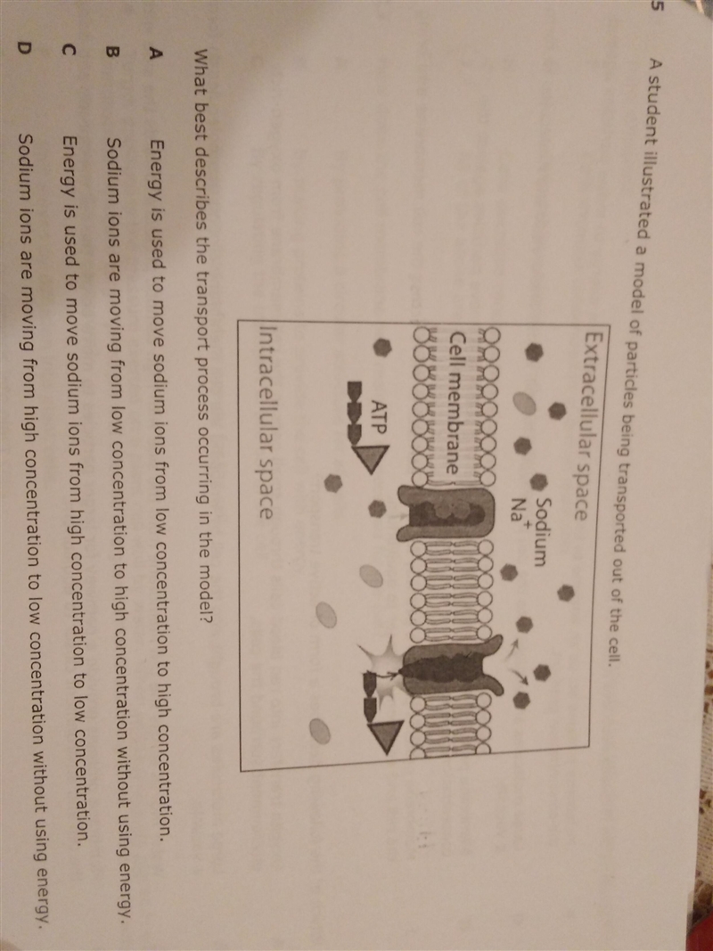 What best describes the transport process occuring in the model?-example-1